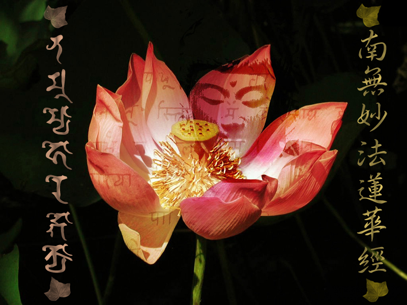 buddha wallpaper. Buddha in the Lotus – Daimoku